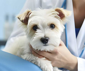 Veterinary Radiotherapy